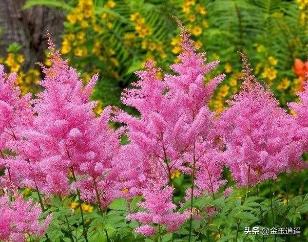 头条问答 落新妇 花色灿烂而艳丽 盆栽要如何管理呢 56个回答