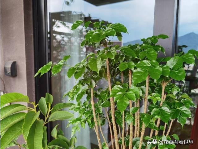 幸福树树干发黑,这是咋了呢？
