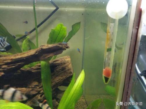 沉木:在喜欢碱性水的热带鱼的鱼缸里放沉木会怎么样？