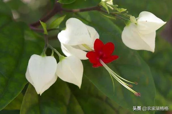 龙吐珠花:龙吐珠开花的时候怎样浇水？