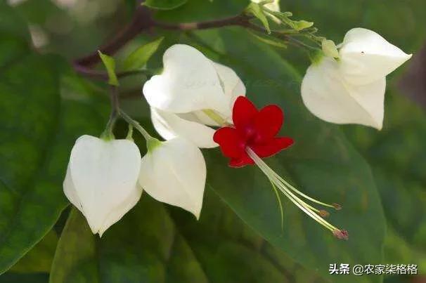 龙吐珠花怎么养才能开花