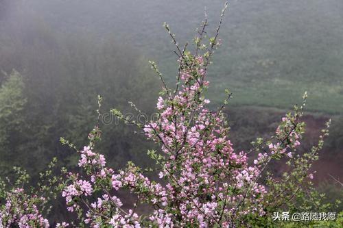 呼吸道过敏是哮喘吗:7个月宝宝过敏性咳嗽怎么办？