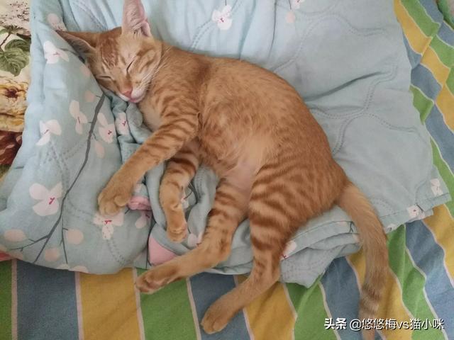 小野猫驯养手册在线:捡到一只猫，没有喂养经验，该怎么办？