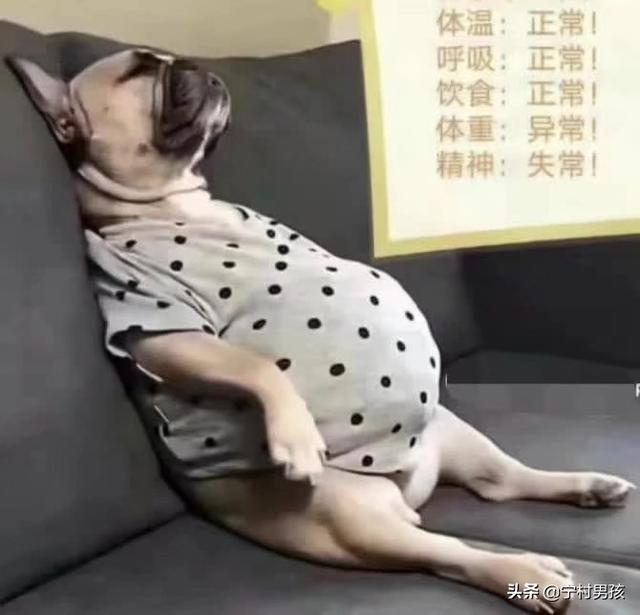 荣耀手机怎么样？荣耀20和V20？