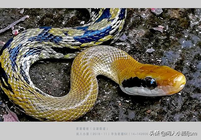 水蛇图片:你手机拍的蛇类的照片能否分享一下？