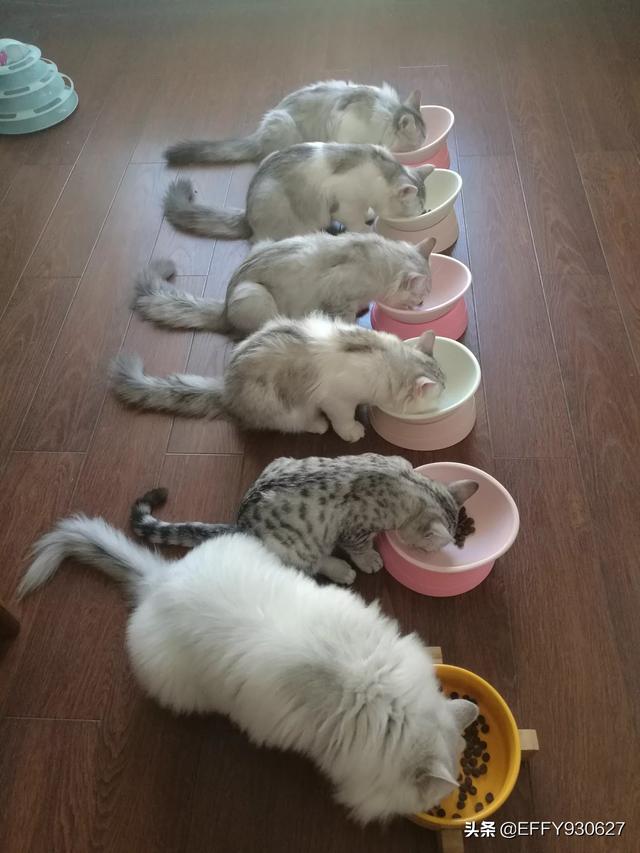 福州布偶猫园:我家布偶猫咪大耳尖腮，还能救吗？