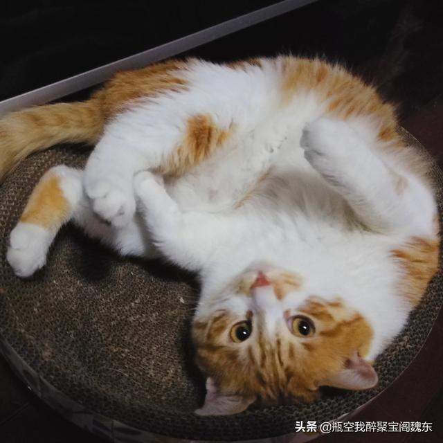 曼克斯猫性格:怎么通过猫咪的爪相看性格？ 曼克斯猫