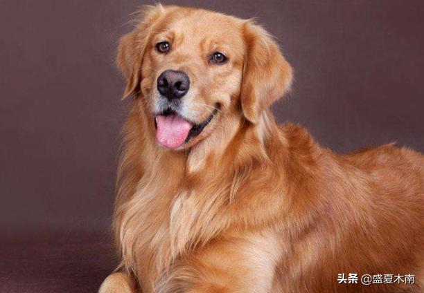 宠物犬排名:十大温顺犬排行榜，最受欢迎的家养宠物狗？