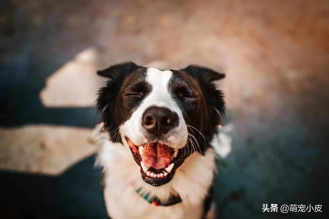 狗的性器官和人的性器官:动物界是不是只有人类女人才会来大姨妈？