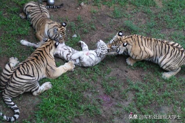 动物死亡图片:熊猫或者老虎死了以后都是怎么处理的？尸体都去哪里了？