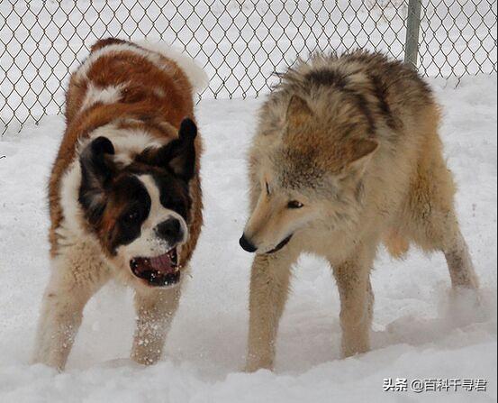 豺狗和鬣狗有什么区别，宠物狗的祖先是狼还是野犬，有何依据
