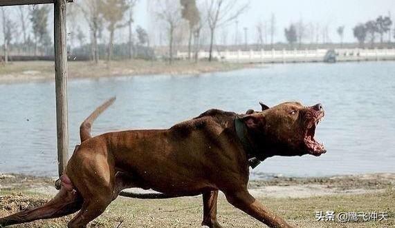 牛头梗vs比特犬:比高加索犬厉害的狗是什么？