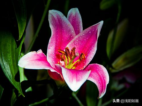 抓住救命稻草的野兽们:有人说“再大的痛苦自己也要忍着，不要逢人就说”对此你怎么看？