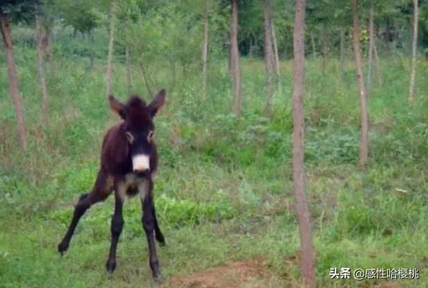 驴大的货有多大:驴大的行货有多大 驴养殖前景如何？以养殖二十头驴计算，需要投资多少？