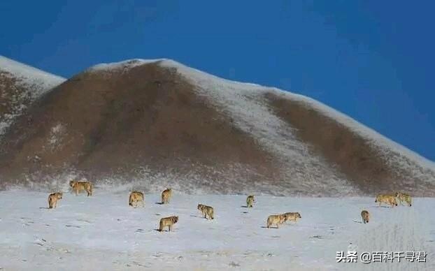 澳洲野犬长途奔袭30公里:小时村子周围狼很多，下午就不敢到地里去，现在为什么见不到了？