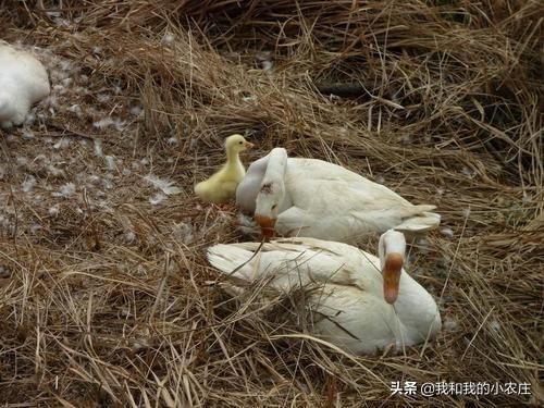 野猫驯养法txt免费:邻居养几只鹅，天天晚上叫，该怎么办？