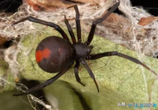 头条问答 世界上最毒的蜘蛛是什么 8个回答