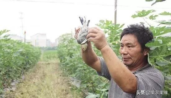 鸟类网:果农为防鸟啄果子，各家地头安装丝网粘鸟，是犯法行为吗？ 鸟类网鸟叫声