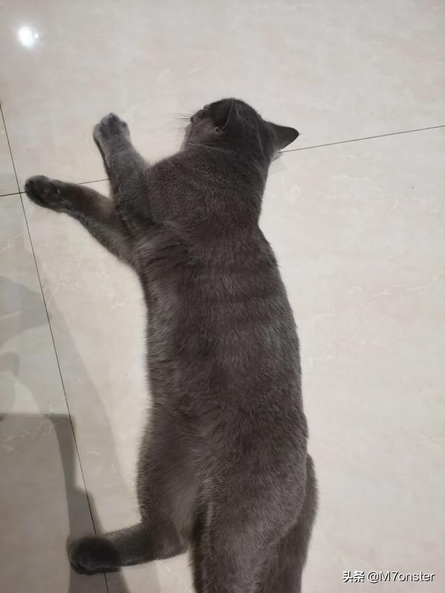冻干猫粮:买有冻干的猫粮比较好还是直接买肉比较好？