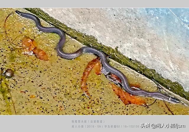 水蛇图片:你手机拍的蛇类的照片能否分享一下？