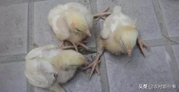 鸡缺乏维生素b2的症状:鸡群中出现瘫痪鸡应怎样应对？