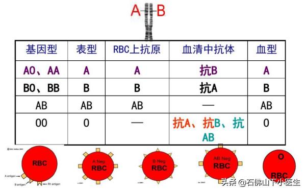 头条问答 夫妻是什么血型生出的下一代才会是o型血 170个回答