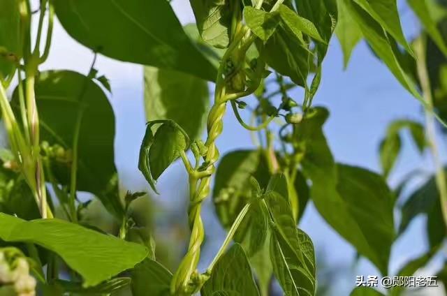 角箱鲀图片:农民种芸豆，植株长势挺好，就是不坐荚，这是为何？如何防治？