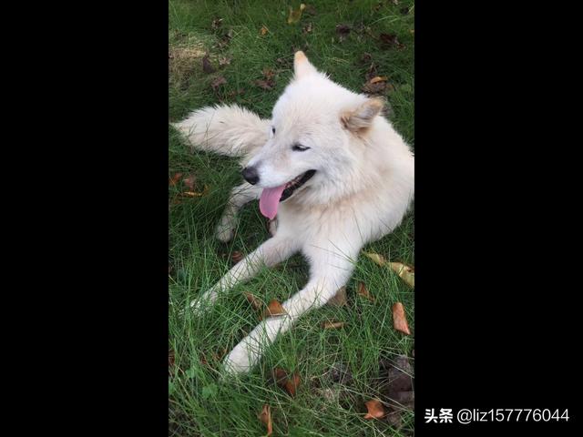 十堰名望宠物医院怎么样:盛夏到了，防止狗狗中暑是大事？