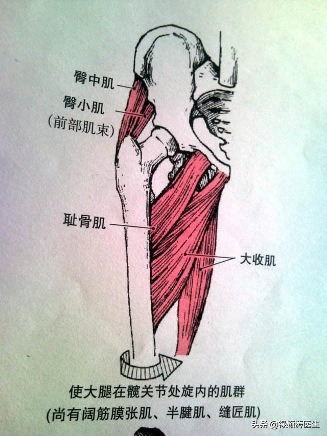 大腿根部位置示意图图片