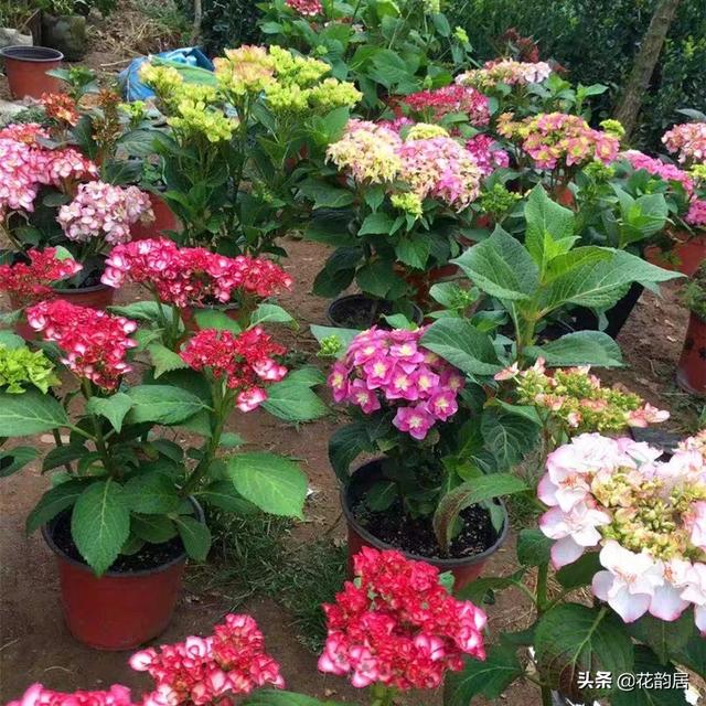 八仙花图片:银边八仙花图片 绣球到了花期还不开花该怎么做？