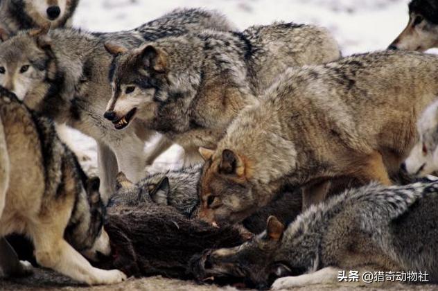 北美灰狼:15只成年北灰能和1头成年东北虎匹敌吗？（全是雄性）？