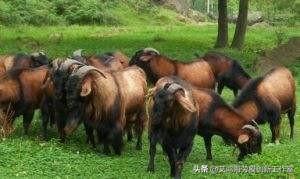 辽宁省内哪能买到吐根堡山羊:养殖山羊什么品种比较好？