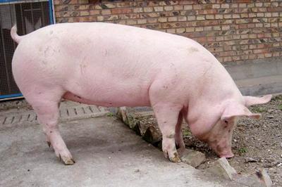 猪价连续14周出现下跌，下半年的生猪养殖行情会是怎样？
