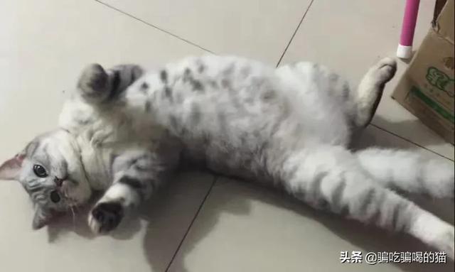 猫咪:你家猫有哪些奇特的睡姿，你家猫平时怎么睡觉的？