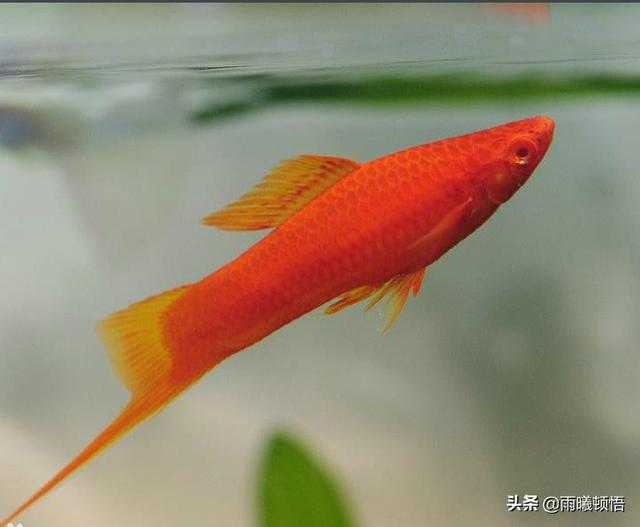 红剑鱼图片:为什么我家公的红剑鱼不追母的红剑鱼？