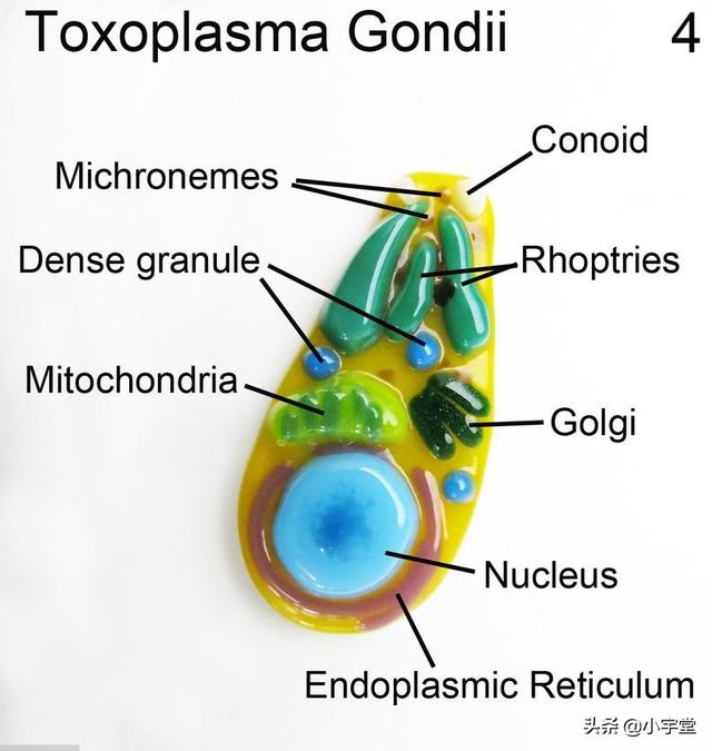 弓形虫感染:吸猫到底有没有可能感染弓形虫？