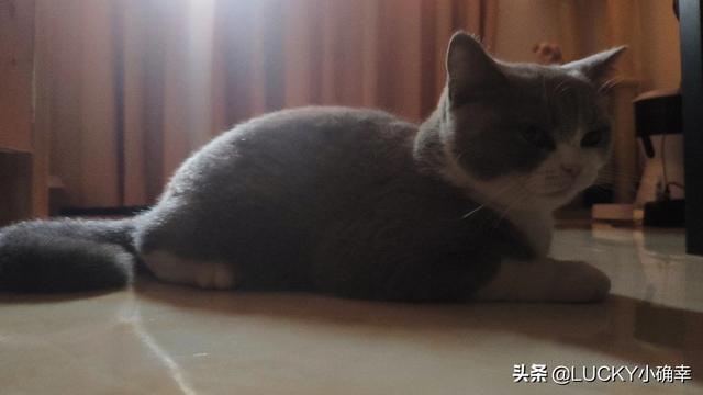 在寝室养猫注意事项:租别人房子住，想养只猫，可以吗？