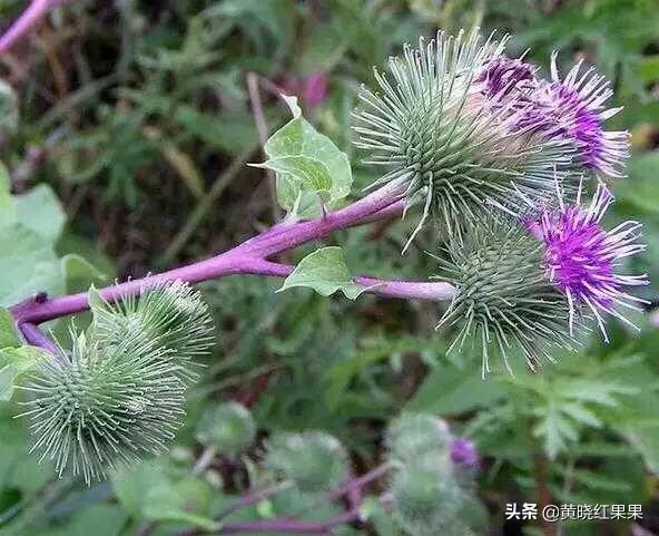 牛蒡的生长特征是什么？怎么种植管理？