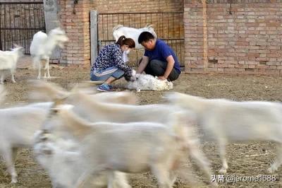 肌肉注射定位:为何猪打针扎猪脖子位置？而不是扎猪屁股？