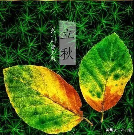 今年是八月八日立秋，并且是早上立秋，有什么说法吗？