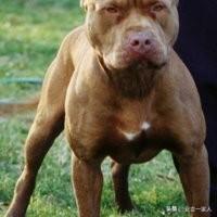 拉布拉多猎犬:拉布拉多猎犬图片 拉布拉多的优缺点是什么？好养吗？