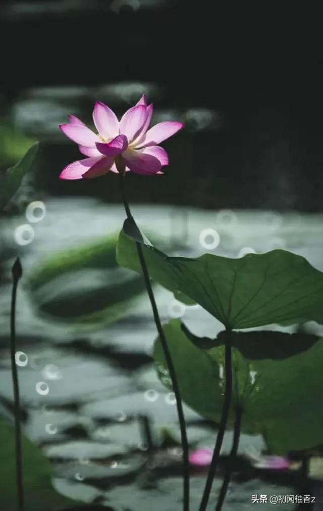 与荷花拍照怎么发朋友圈？