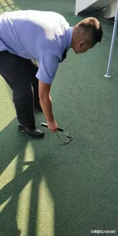 村庄现大量中华眼镜蛇吓呆村民:贵阳农村发现眼镜蛇王蛇 农村的小伙伴这两年见过蛇吗？