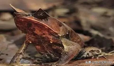 蝴蝶角蛙,为什么有人说角蛙不可繁殖？
