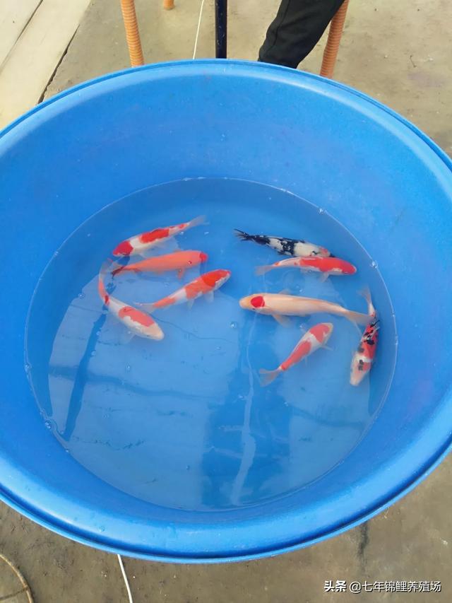 头条问答 锦鲤出现体外寄生虫 用什么药好 踏火逍遥说鱼的回答 0赞