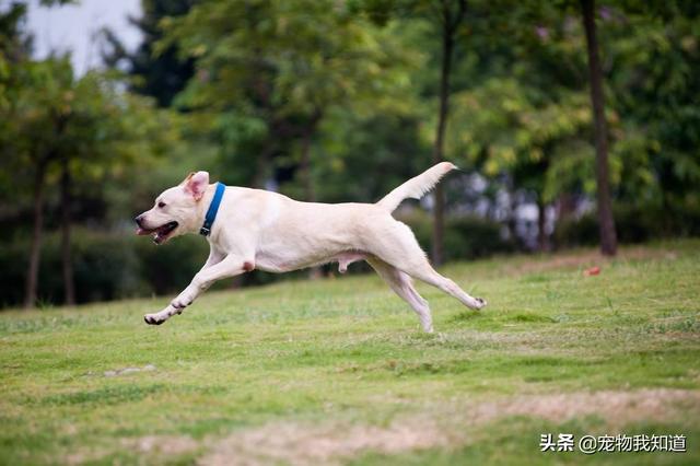 拉布拉多犬介绍图片:想养一条狗狗，边境牧羊犬和拉布拉多哪个好？ 拉布拉多犬图片价格表