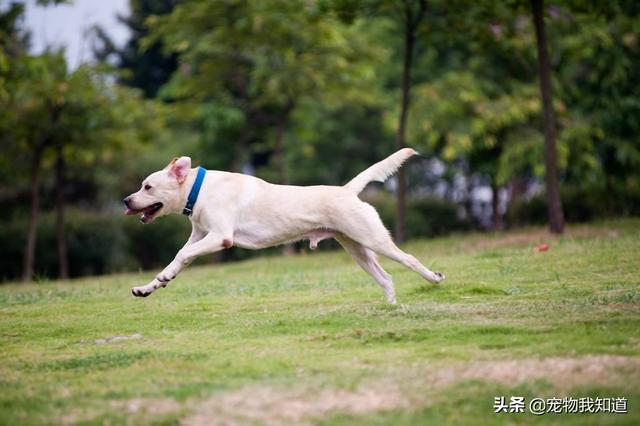 优质的拉布拉多犬性格特征有哪些:哪种犬的性格最好？为何？ 拉布拉多犬的性格特征