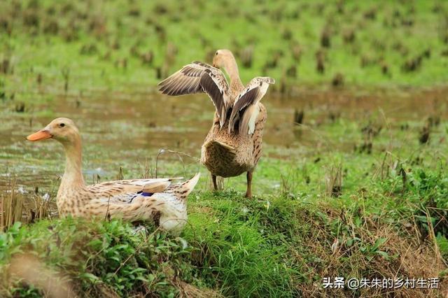 养鸭子:鸭子如何做好养殖？鸭子日常管理有哪些技巧？