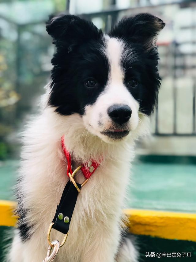 边境牧羊犬性格好吗:养边境牧羊犬好吗？养它要承受什么样的事情？