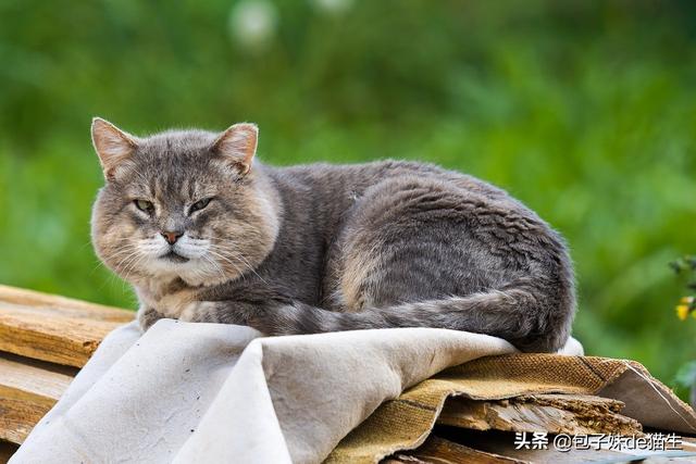 喵会长长什么样子:有时对猫学猫叫“喵”之后猫咪也会回个“喵”，它是什么意思？